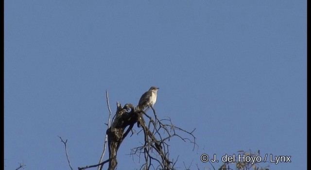 Pallid Cuckoo - ML201380431