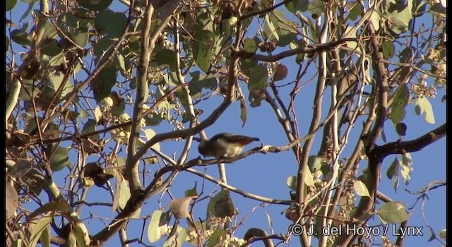 Mistletoebird - ML201380461