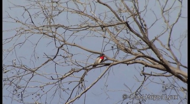 Mistletoebird - ML201380471