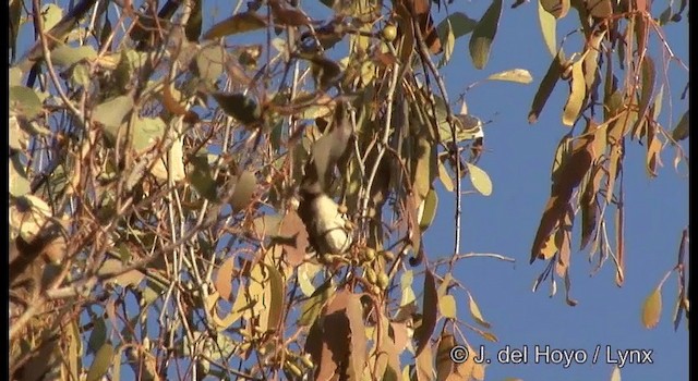 Picaflores Golondrina - ML201380481