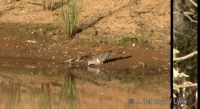 Peaceful Dove - ML201380651