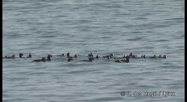 Stejneger's Scoter - ML201380801