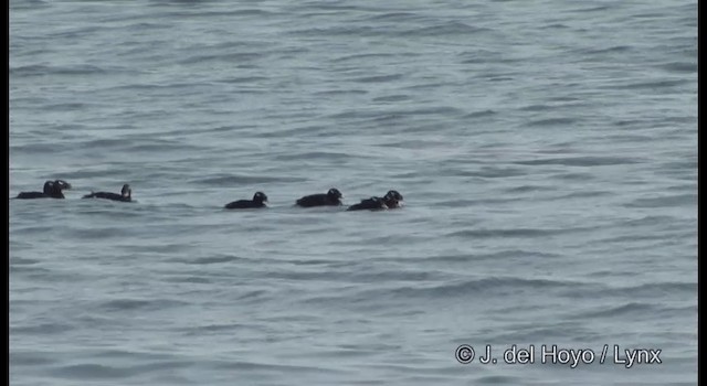 Stejneger's Scoter - ML201380811