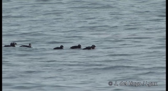 Stejneger's Scoter - ML201380811