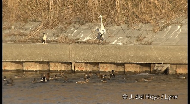 Eurasian Wigeon - ML201380971