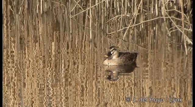 Eastern Spot-billed Duck - ML201381021