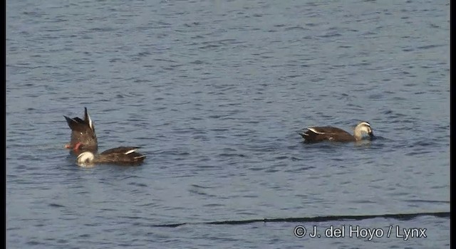 Eastern Spot-billed Duck - ML201381031