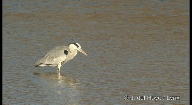 volavka popelavá (ssp. cinerea/jouyi) - ML201381061