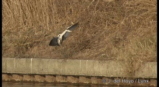 Gray Heron (Gray) - ML201381081