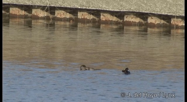 Tufted Duck - ML201381111