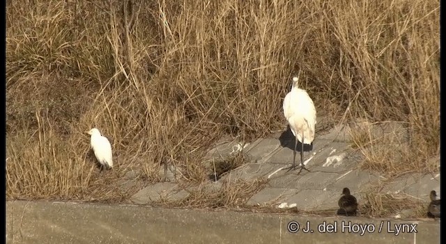 Eastern Cattle Egret - ML201381121