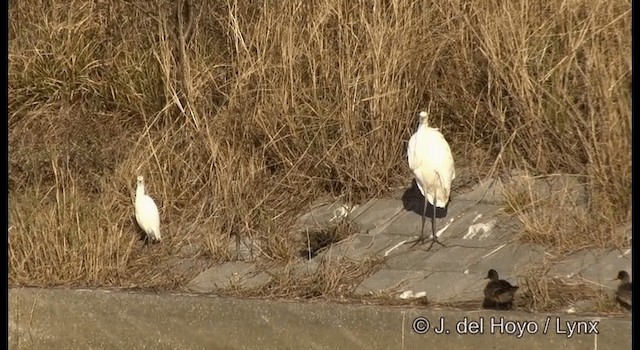 Great Egret (alba) - ML201381131