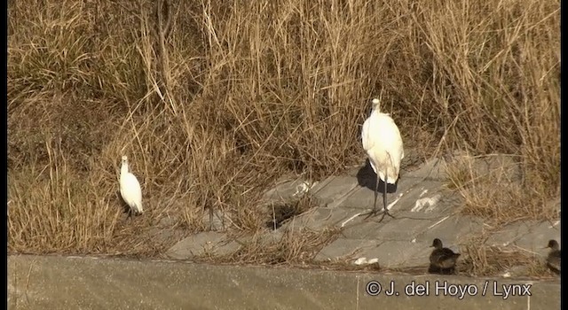 Grande Aigrette (alba) - ML201381131