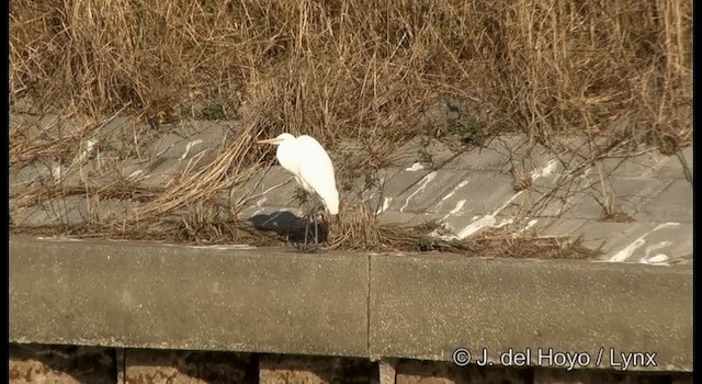 Grande Aigrette (modesta) - ML201381141