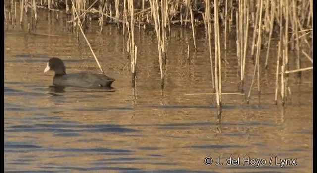 Eurasian Coot - ML201381151