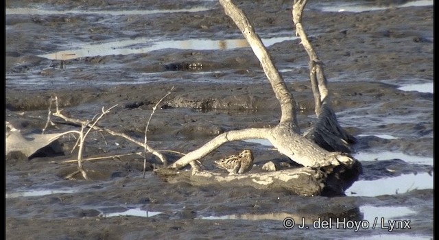 Common Snipe - ML201381161