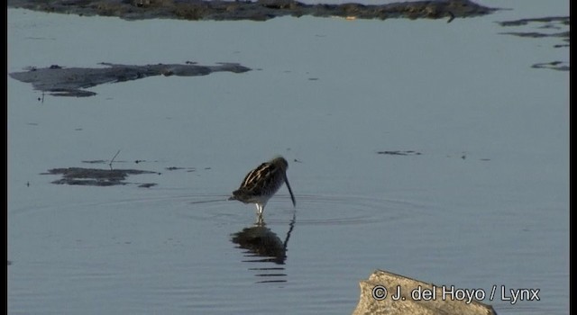 Common Snipe - ML201381171