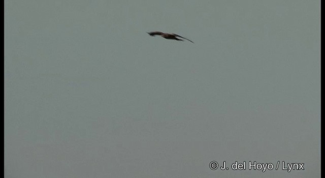黑鳶(lineatus/formosanus) - ML201381201
