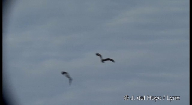 黑鳶(黑耳) - ML201381211