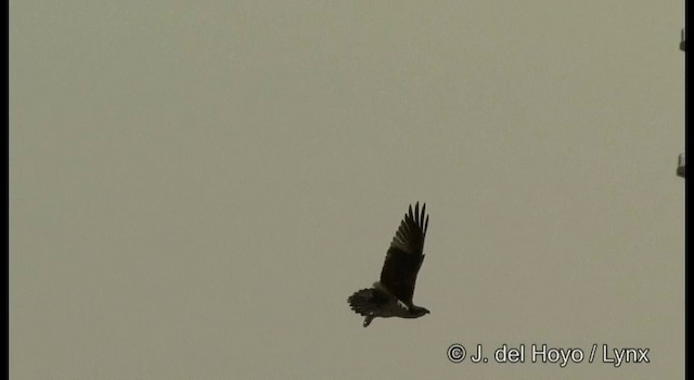Osprey (haliaetus) - ML201381251