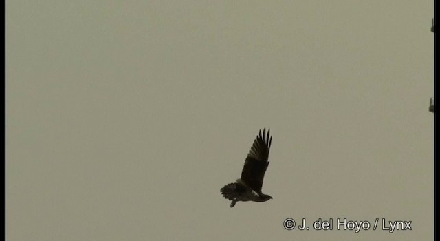 Balbuzard pêcheur (haliaetus) - ML201381251