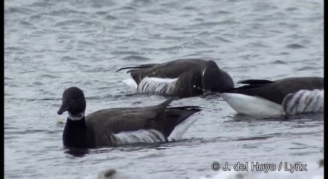 Bernache cravant (nigricans) - ML201381281