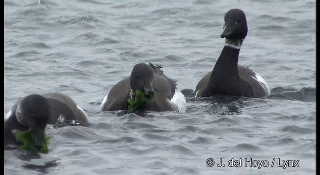 Bernache cravant (nigricans) - ML201381301