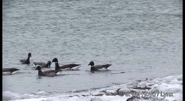 Yosun Kazı (nigricans) - ML201381311