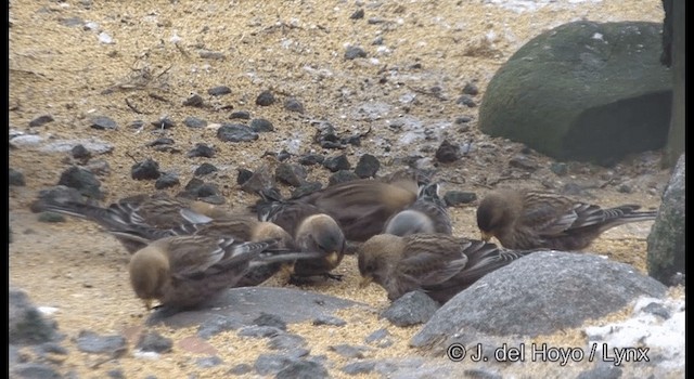 Asian Rosy-Finch - ML201381351