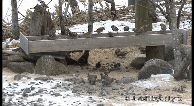 Сибирский вьюрок - ML201381361