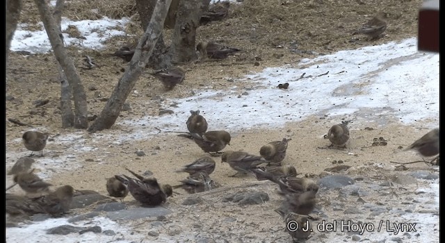 Asian Rosy-Finch - ML201381371