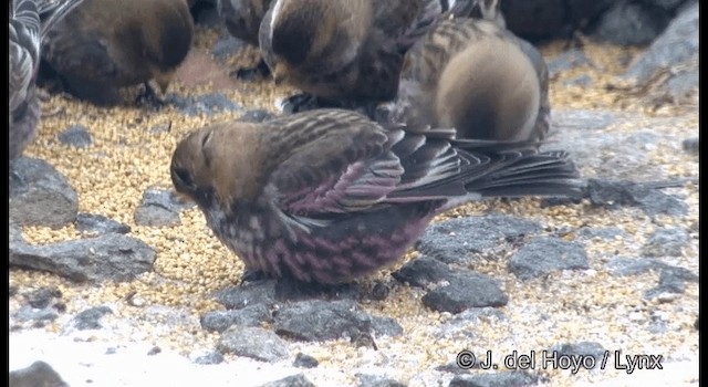 Asian Rosy-Finch - ML201381381