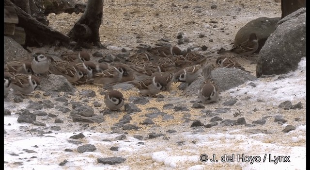 Eurasian Tree Sparrow - ML201381391