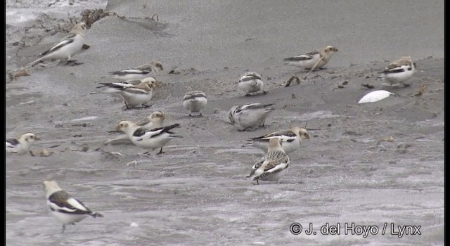 Snow Bunting - ML201381411