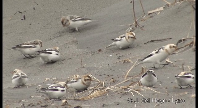 Snow Bunting - ML201381421