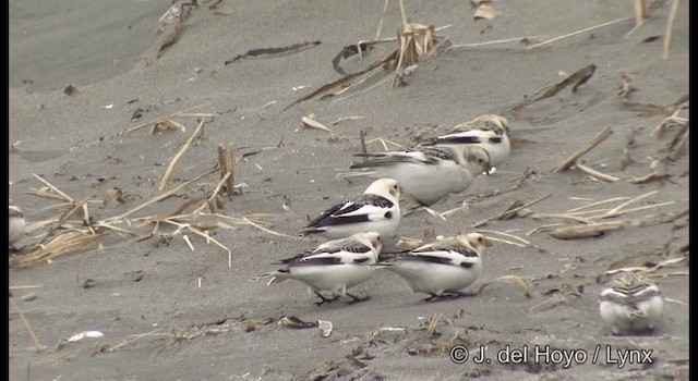 Snow Bunting - ML201381431