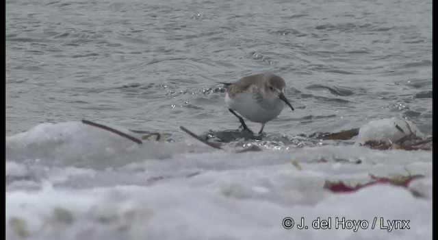 Dunlin - ML201381461