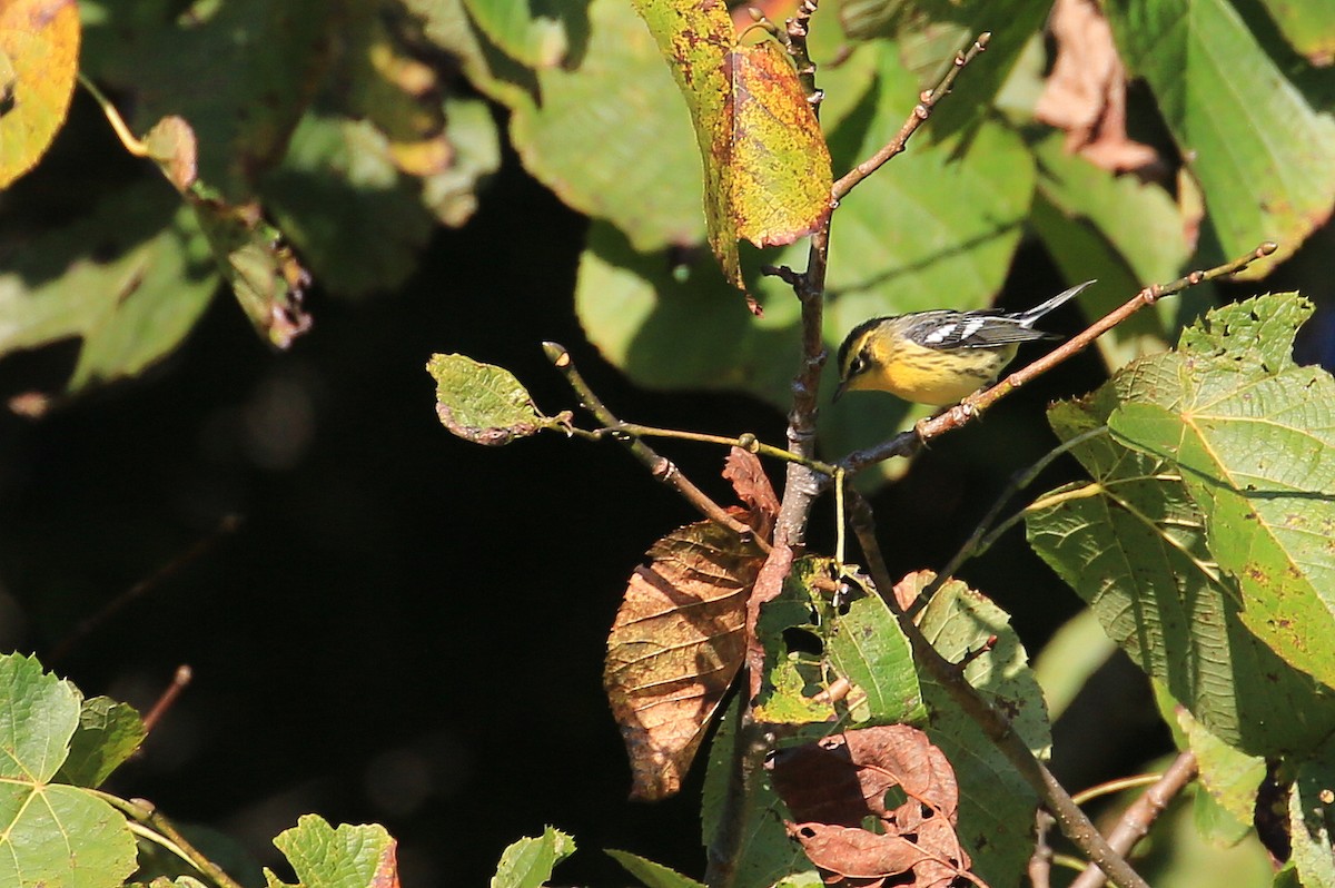 Blackburnian Warbler - ML20138151