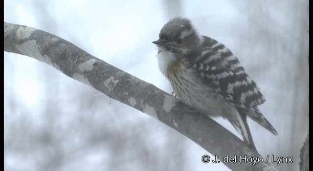 Japanese Pygmy Woodpecker - ML201381541