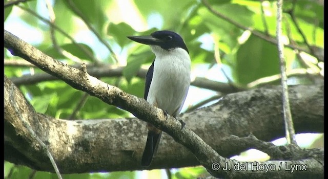 Ultramarine Kingfisher - ML201381651