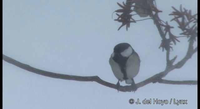 Japanese Tit (Japanese) - ML201381731