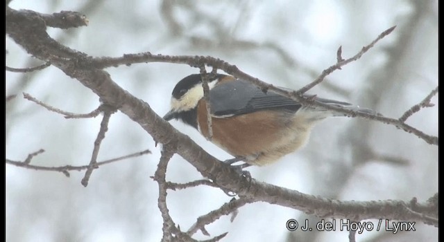 Varied Tit - ML201381761