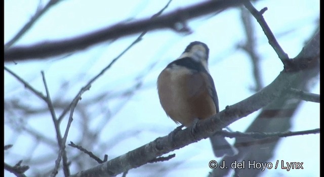 Varied Tit - ML201381771