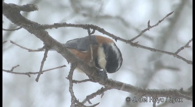 Varied Tit - ML201381781