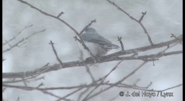 Eurasian Nuthatch (White-bellied) - ML201381791