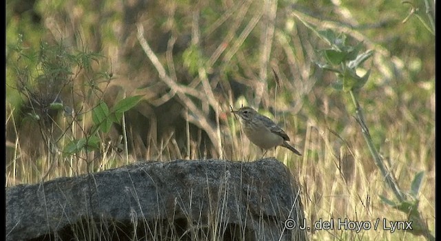 Blyth's Pipit - ML201381891