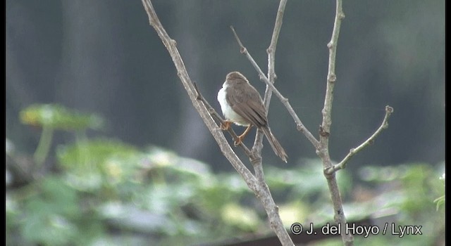 Yellow-eyed Babbler - ML201381901