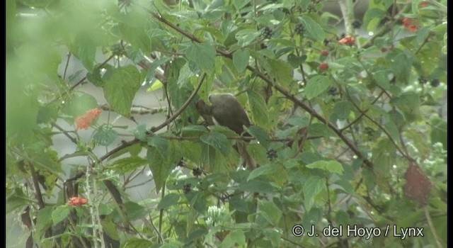 Yellow-eyed Babbler - ML201381911