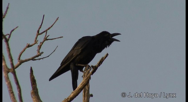 Large-billed Crow (Indian Jungle) - ML201381961