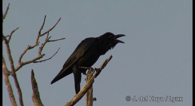 tykknebbkråke (culminatus) (indiakråke) - ML201381961